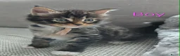 Maine Coon cats for sale: 3 Maine Coon kittens. - Advert 4
