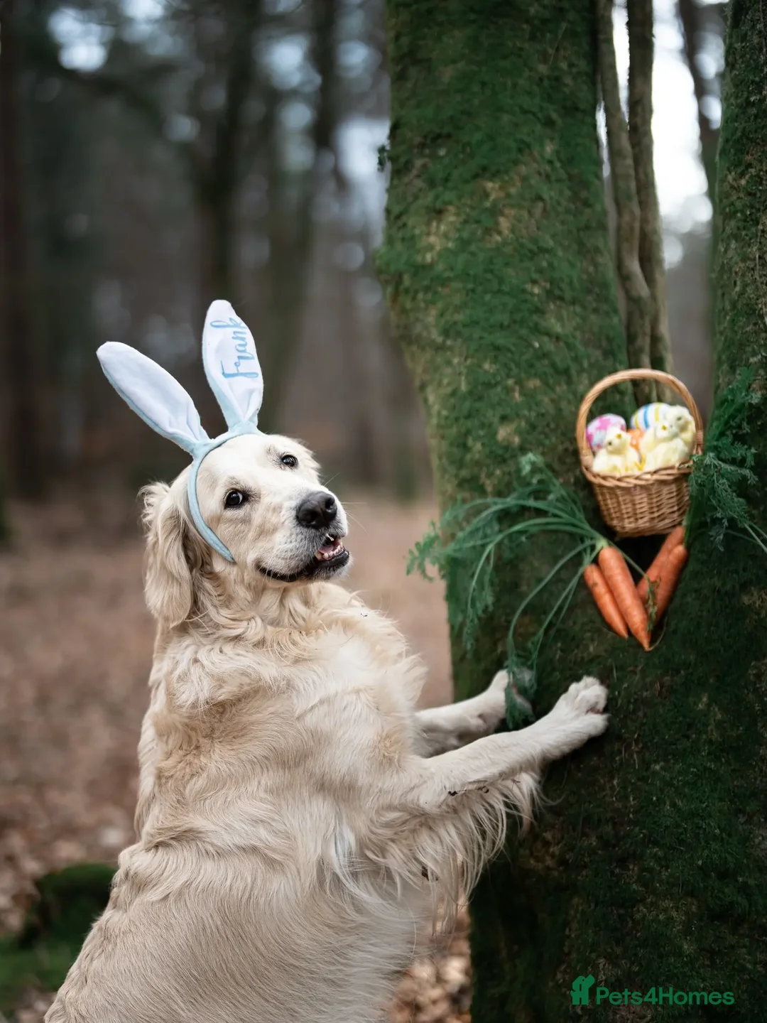 Golden Retriever dogs for stud: Kind, intelligent and loving therapy dog for stud - Advert 8