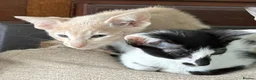 Oriental cats for sale: GCCF registered Oriental kittens  - Advert 7