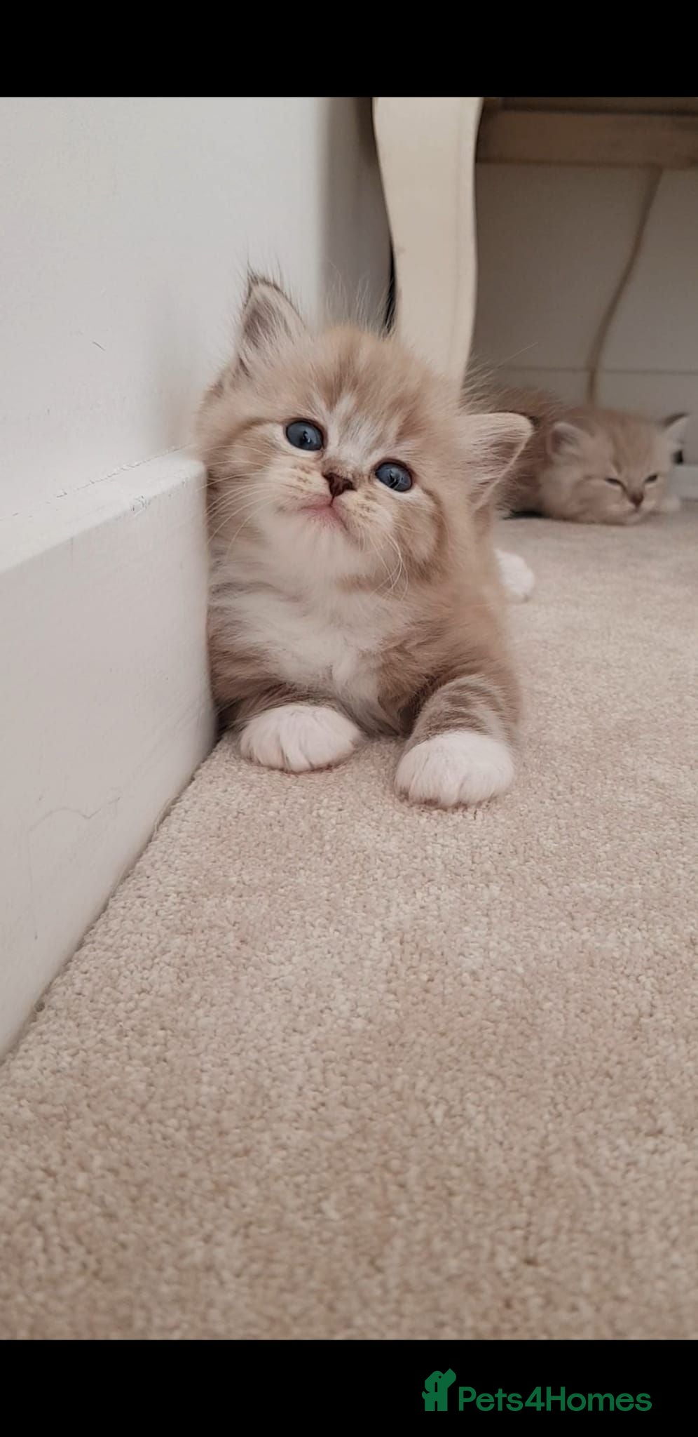 Ragdoll cats Stunning TICA Registered Ragdolls - Advert 2