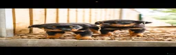 Rottweiler dogs for sale: 🐾 KC Registered Rottweiler Puppies for sale in Huddersfield - Advert 27