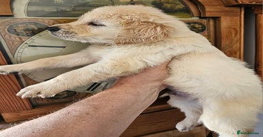 Golden Retriever dogs - Advert 8