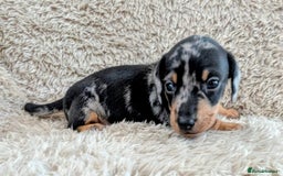 Miniature Dachshund dogs for sale: Beautiful Mini Daschounds Babies For Sale - Image 13