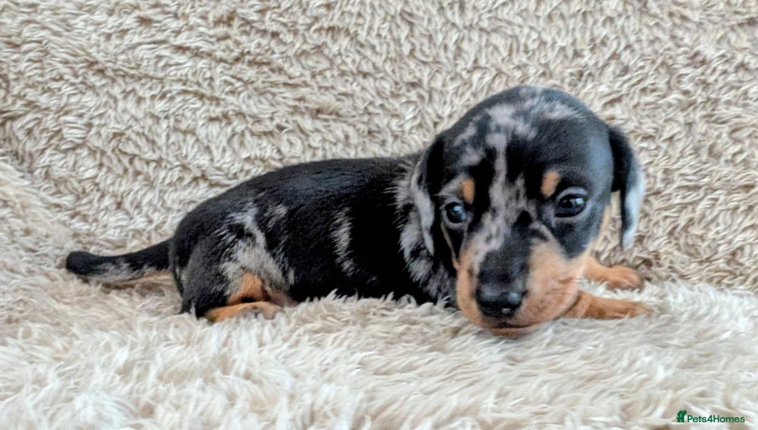 Miniature Dachshund dogs for sale: Beautiful Mini Daschounds Babies For Sale - Image 13