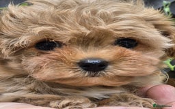 Maltipoo dogs for sale: Amazing TeddyBear Asian Korean Maltipoo puppies - Image 29