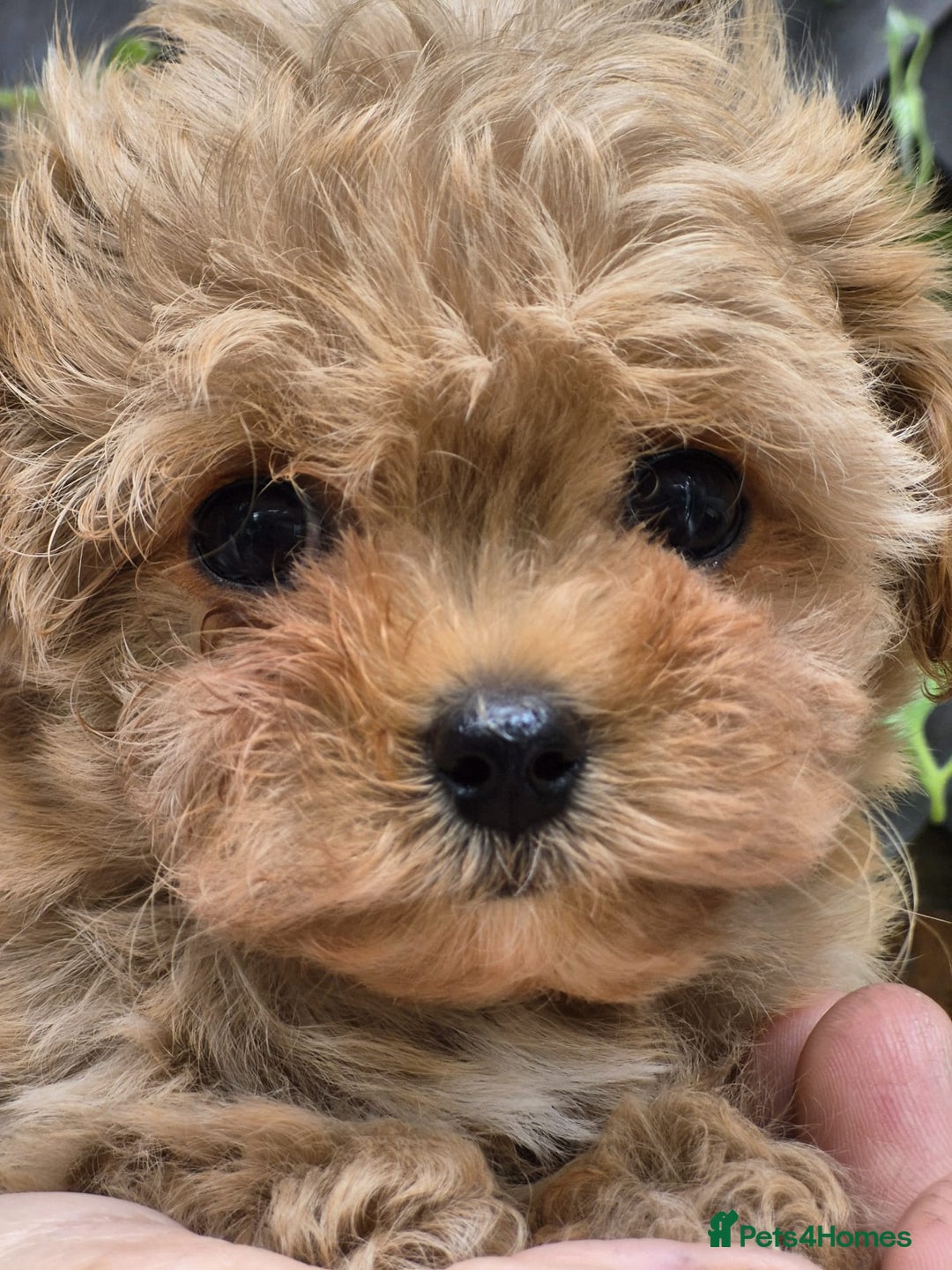 Maltipoo dogs for sale: Amazing TeddyBear Asian Korean Maltipoo puppies - Image 29