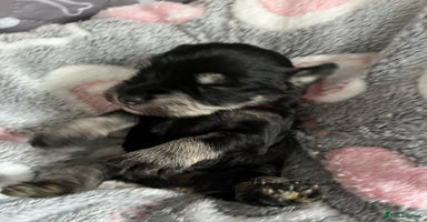 Miniature Schnauzer dogs - Advert 14