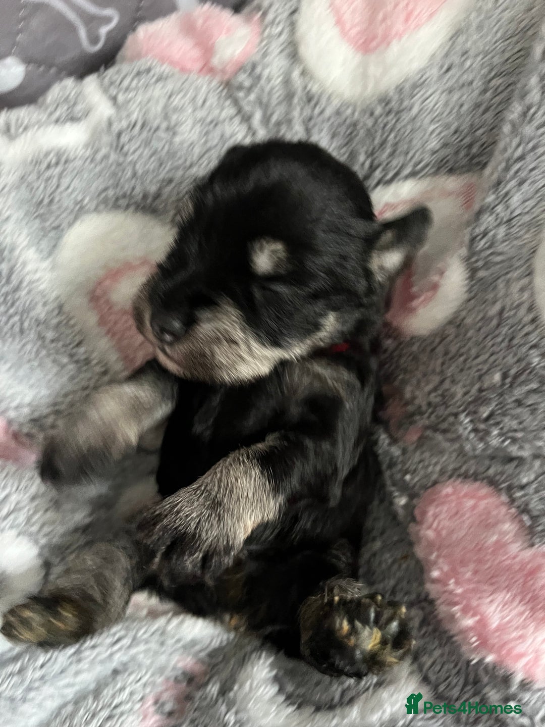 Miniature Schnauzer dogs for sale: Beautiful KC miniature Schnauzers  - Advert 12