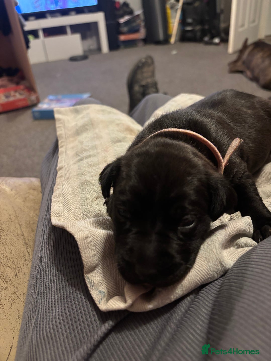 Mixed Breed dogs for sale: Beautiful Staffadors 4 weeks old  - Advert 8