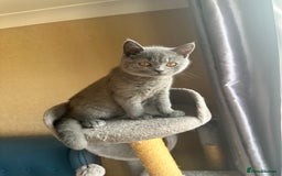 British Shorthair cats for sale: 💙 3 Gorgeous British Blue Kittens Available 💙 - Image 6