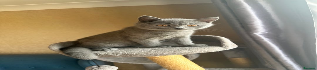 British Shorthair Kitten 1