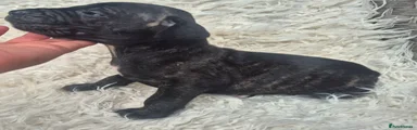 Presa Canario 4