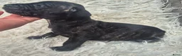 Presa Canario dogs for sale: Presa Canario Puppies ♥️ - Advert 7