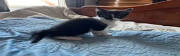 Mixed Breed cats for sale: Beautiful Kittens Seeking Loving Forever Homes  - Advert 22