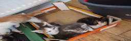 British Shorthair cats for sale: Five stunning kittens available immediately  - Advert 20