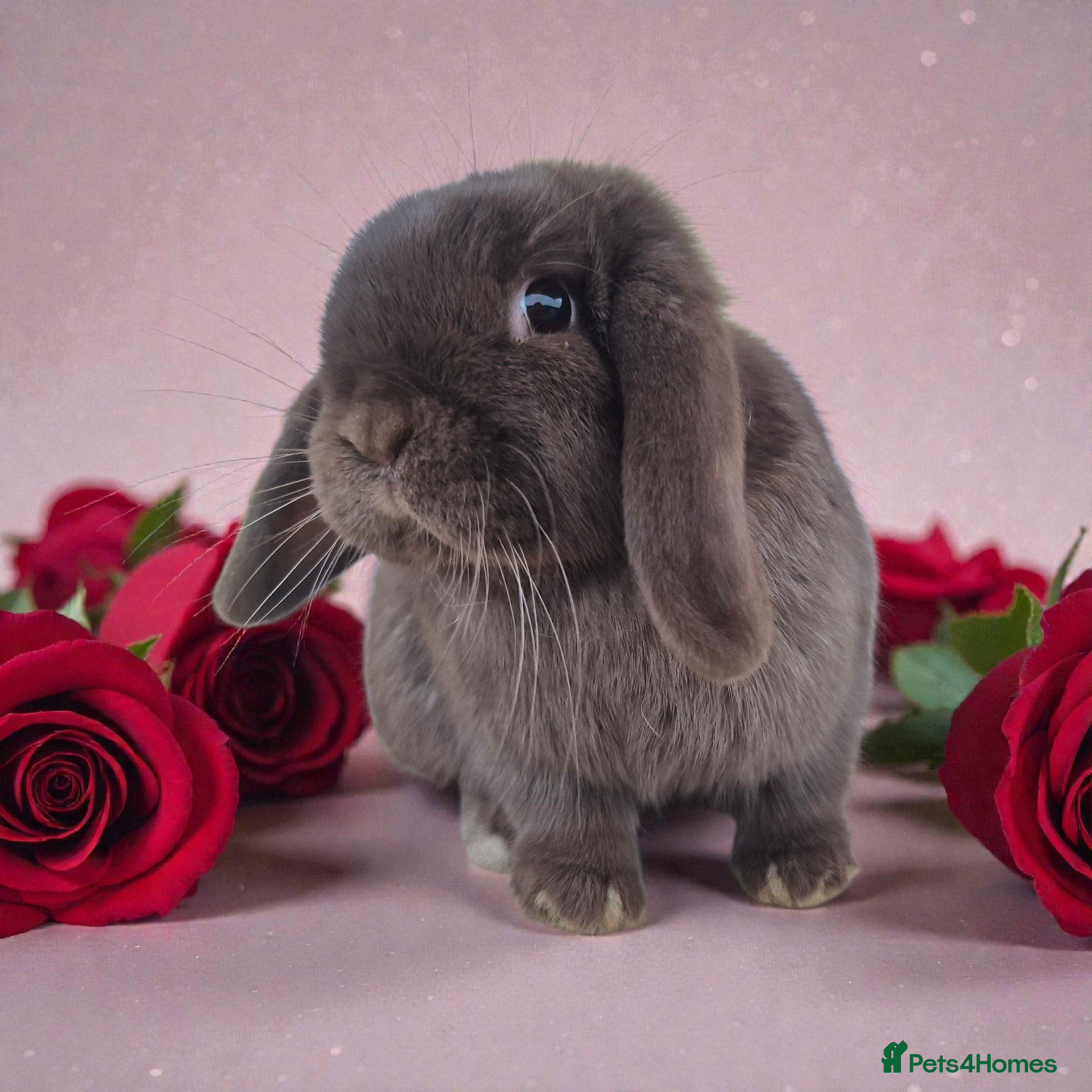 Mini Lop rabbits 💗chocolate mini lop girlie for her furever home - Advert 6