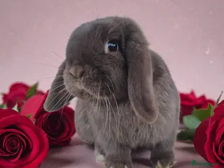 Mini Lop rabbits 💗chocolate mini lop girlie for her furever home - Advert 6