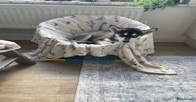 Siberian Husky dogs in Gloucester - Advert 18