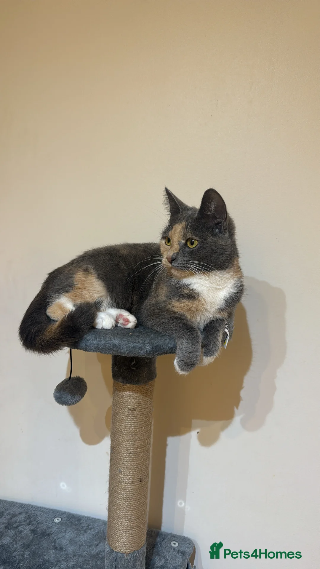 British Shorthair cats for sale: Meet Coco - Beautiful British Shorthair Cat - Advert 4