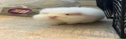 Guinea Pig rodents for sale: Well handled sheltie x teddy baby boar guinea pigs - Advert 1