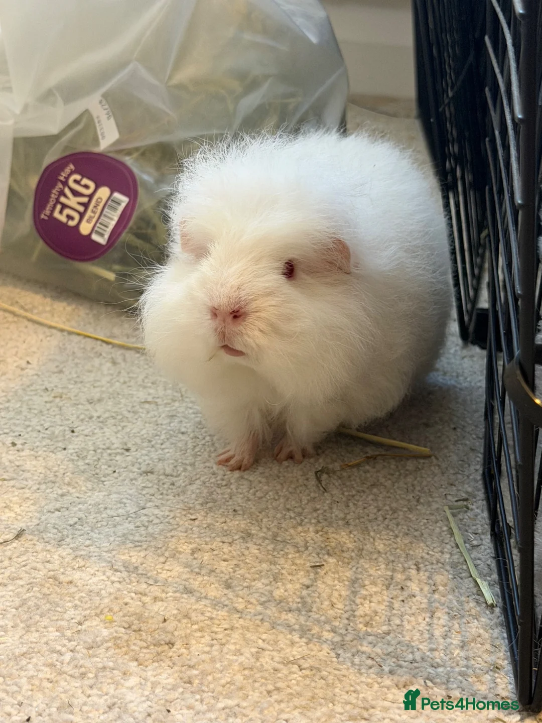 Guinea Pig rodents for sale: Well handled sheltie x teddy baby boar guinea pigs - Advert 1