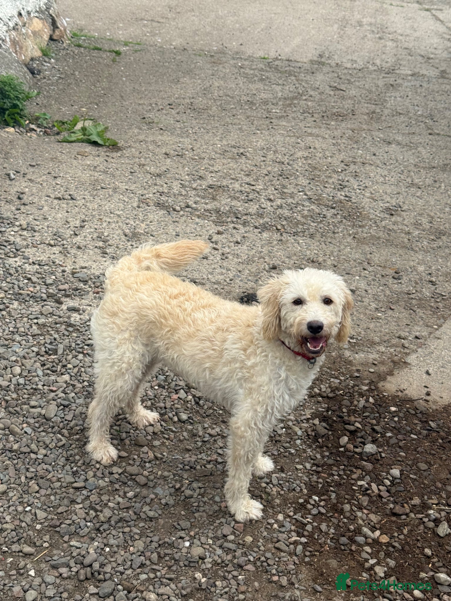 Labradoodle dogs for sale: F1 Miniature Spayed Female - Advert 3