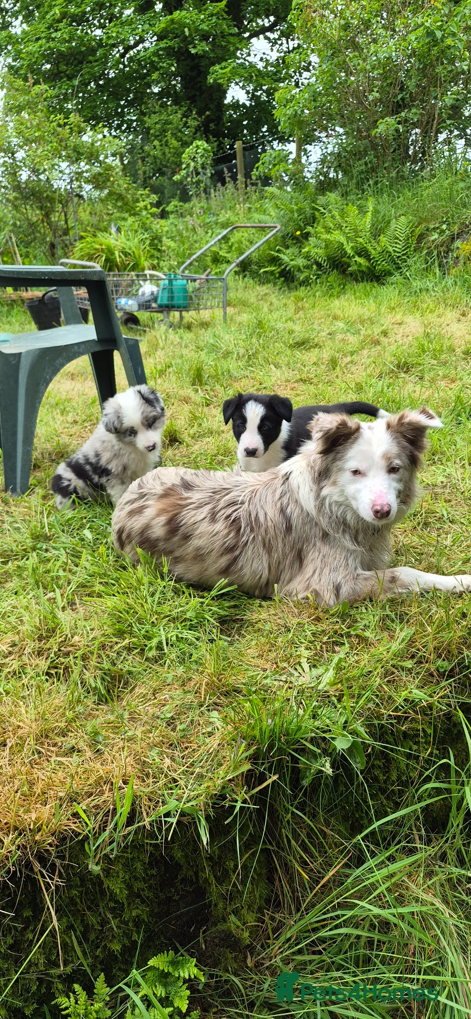 Border Collie dogs Black and White Border Collie boy puppy - Advert 6