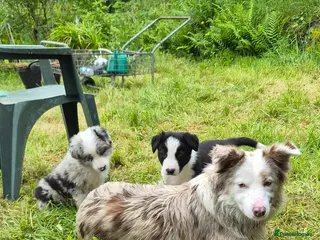 Border Collie dogs Black and White Border Collie boy puppy - Advert 6