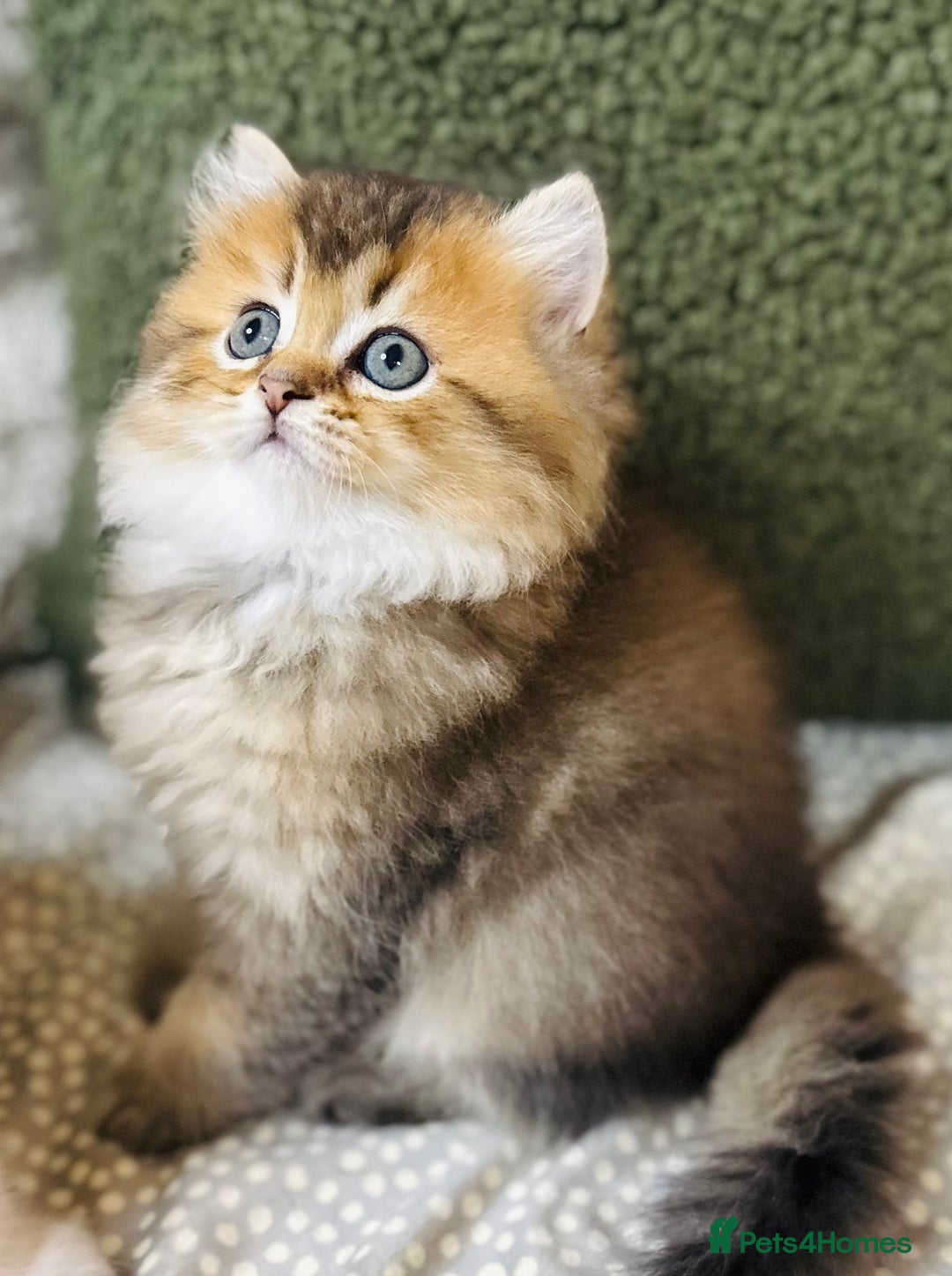 Scottish Fold cats for sale: 🌟🌟🌟🌟🌟Pedigree Scottish Fold Kittens - Advert 15