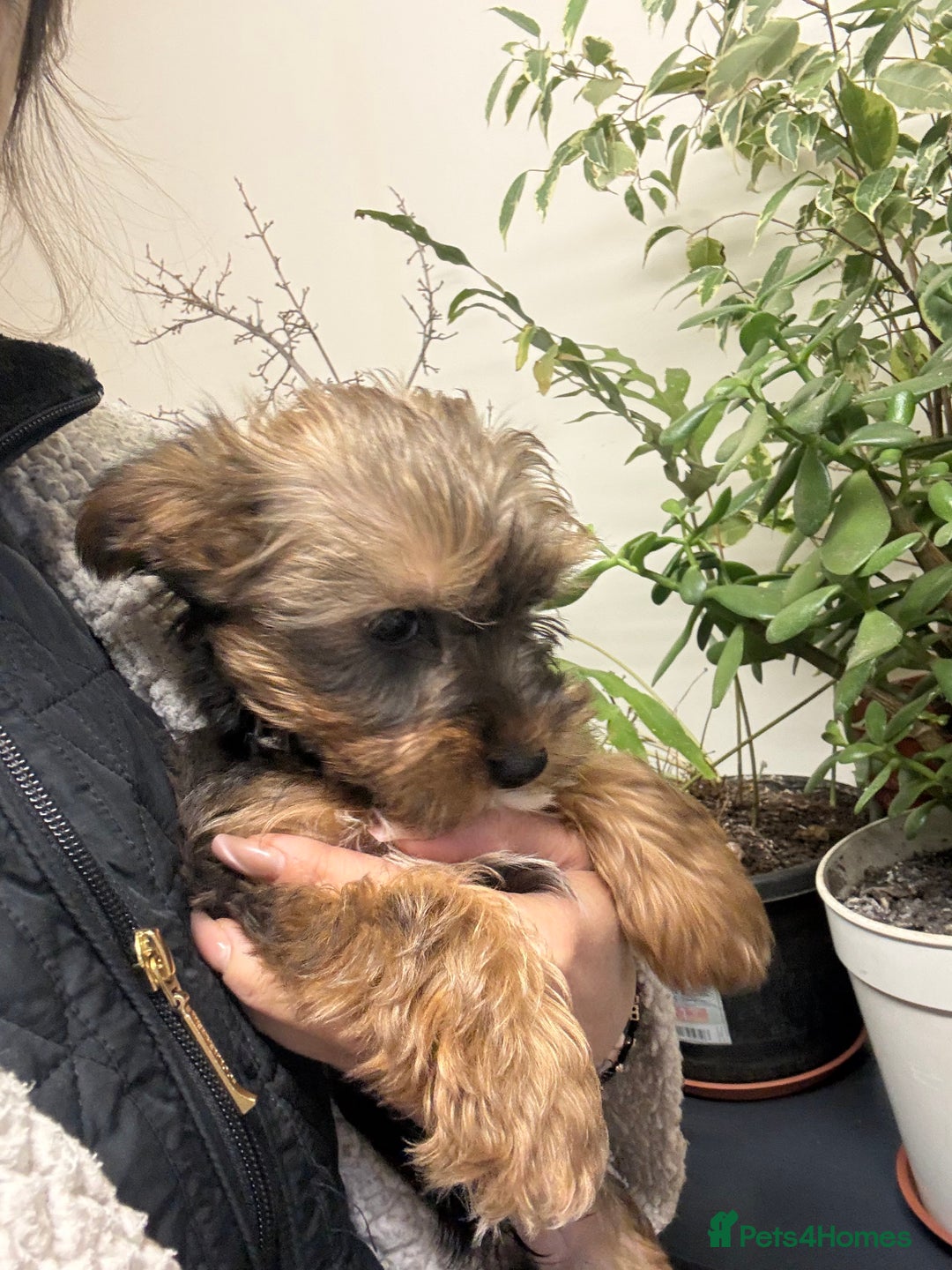 Yorkshire Terrier dogs for sale: Yorkshire Terrier  - Advert 20