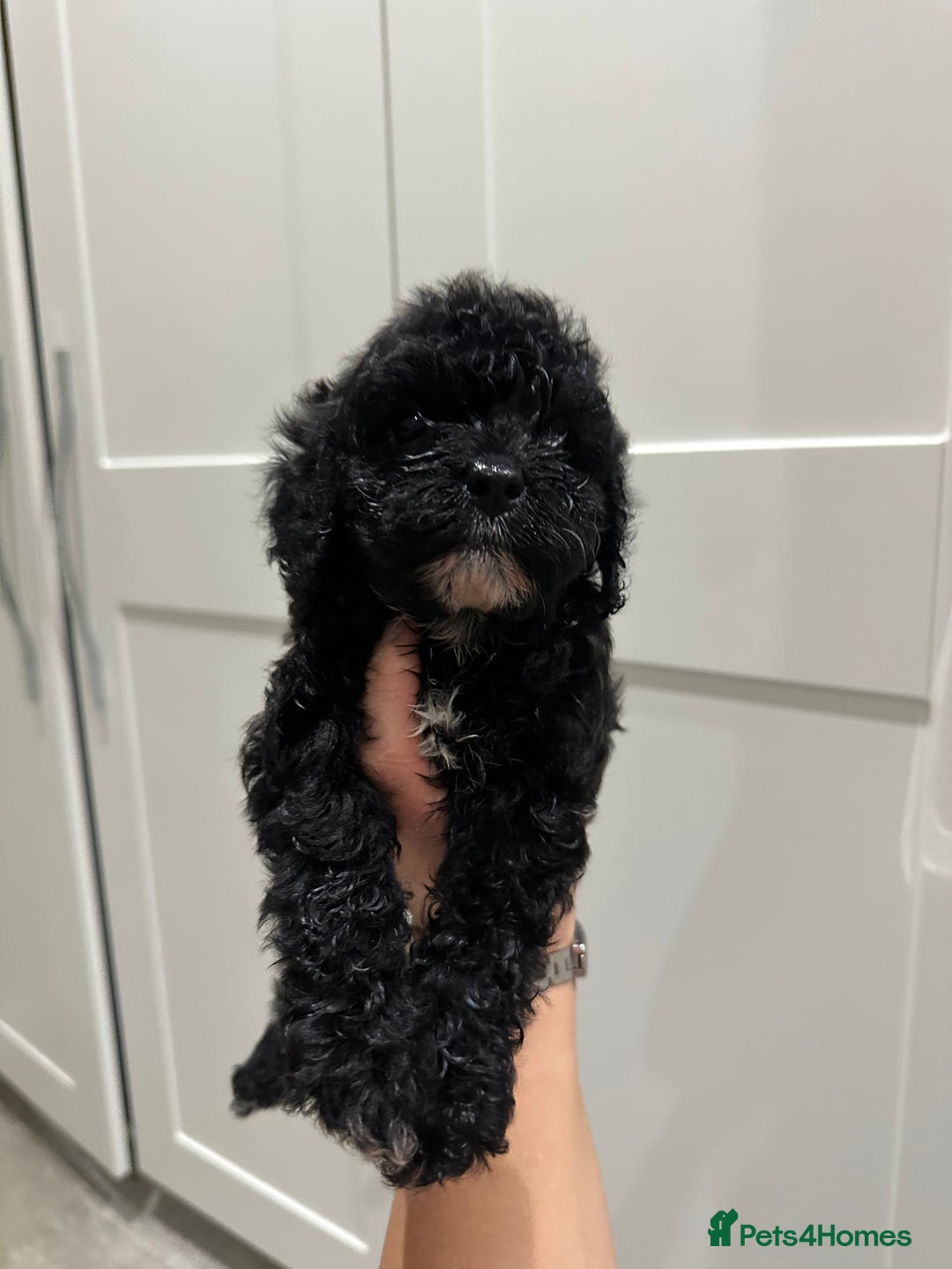 Cavapoo dogs for sale: F1 cavapoo puppies heath tested  - Advert 23