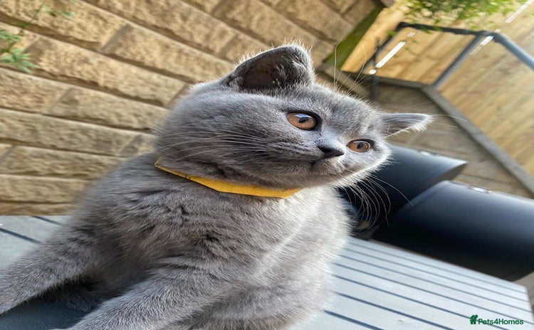 British Shorthair cats for sale - Advert 2