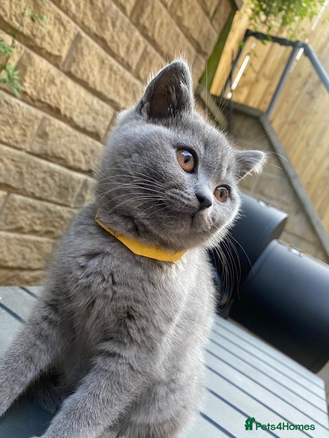 British Shorthair cats for sale: British Short Hair Male 12Weeks - Image 1