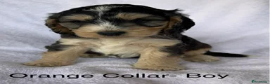 Cockapoo 4