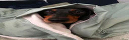 Dachshund dogs for sale: Dog to rehome - Advert 16