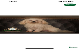 Maltipoo dogs for sale: 2 tiny maltipoo girls left DNA Tested - Image 12
