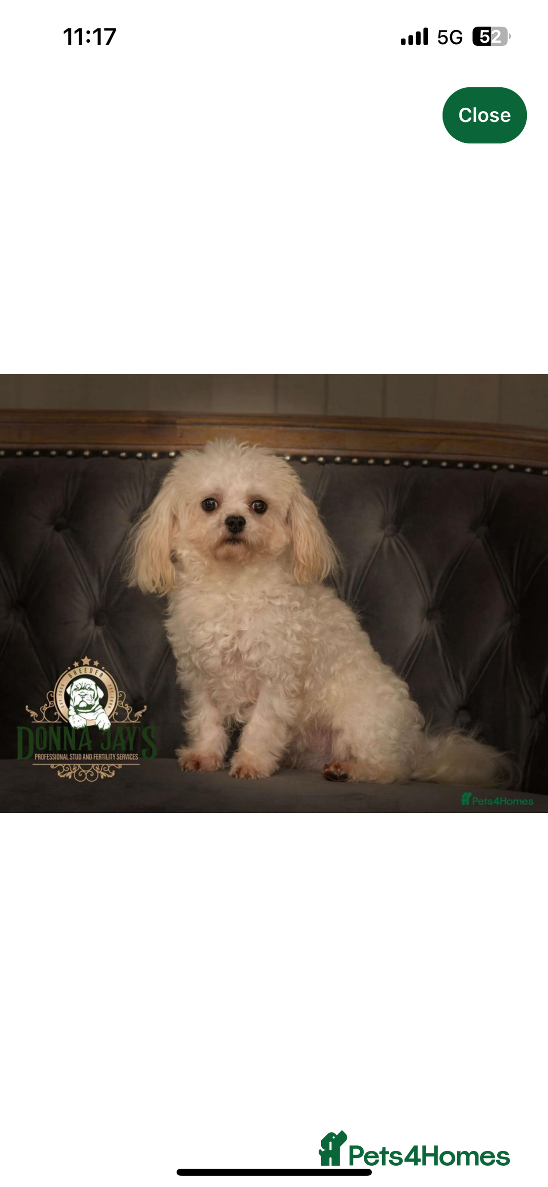 Maltipoo dogs for sale: 2 tiny maltipoo girls left DNA Tested - Image 12