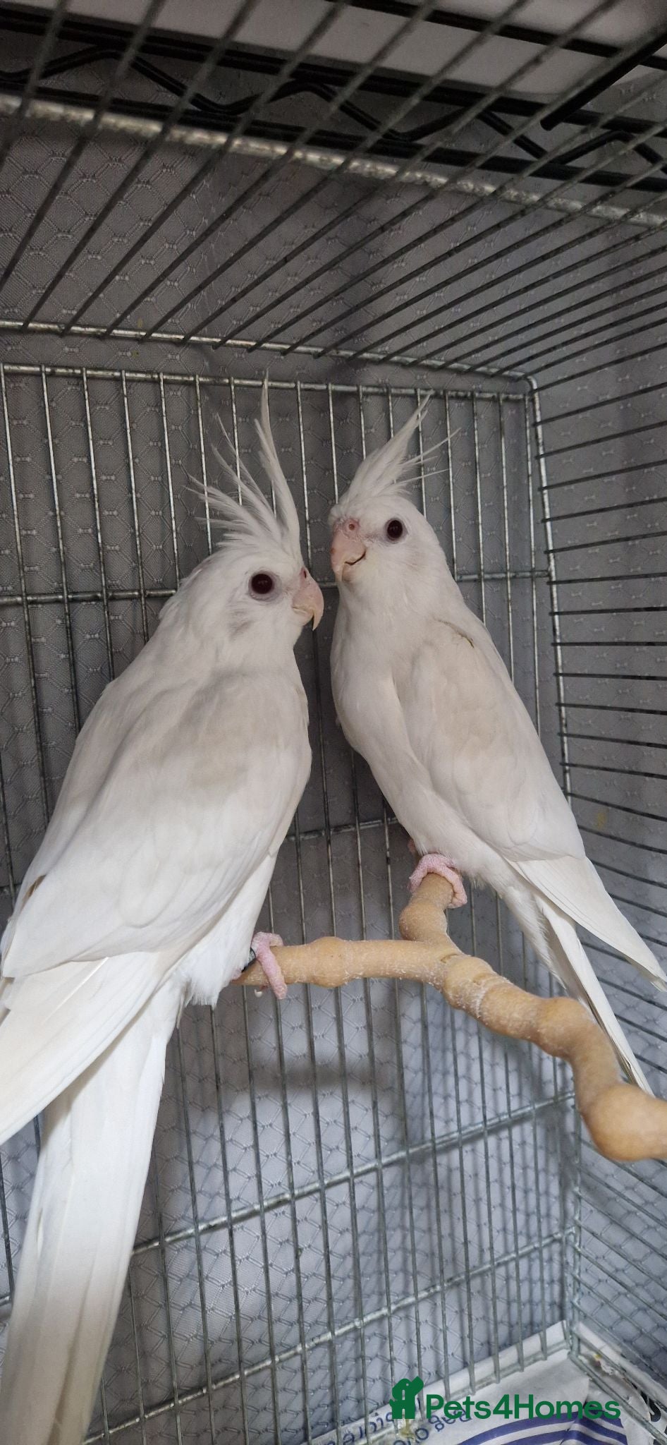 Cockatiels birds Hand reared Albino sisters cockatiels £200 each  - Advert 1