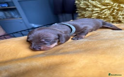 Miniature Dachshund dogs for sale: Miniature Dachshund stunning puppies  - Image 30