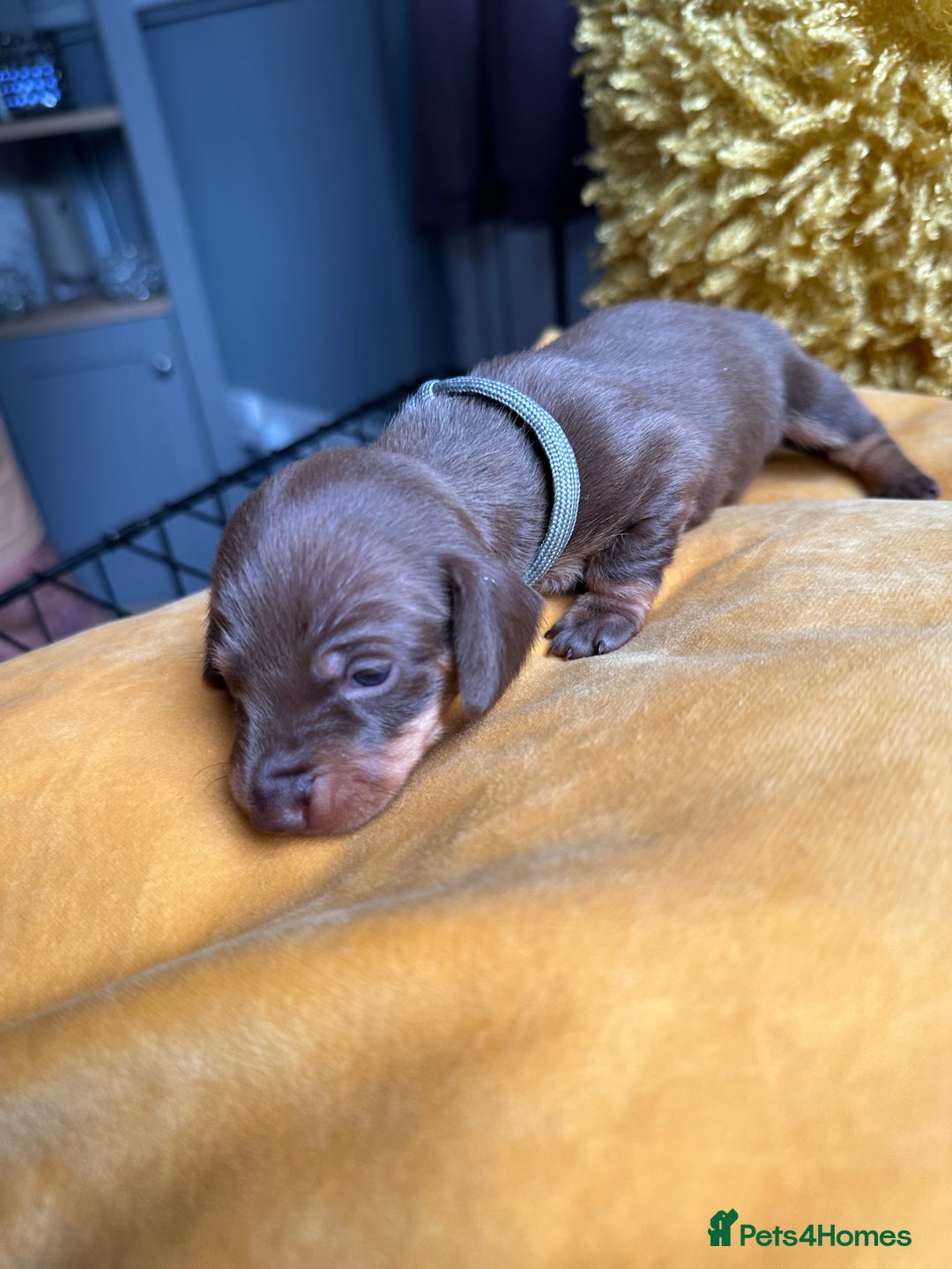 Miniature Dachshund dogs for sale: Miniature Dachshund stunning puppies  - Image 30