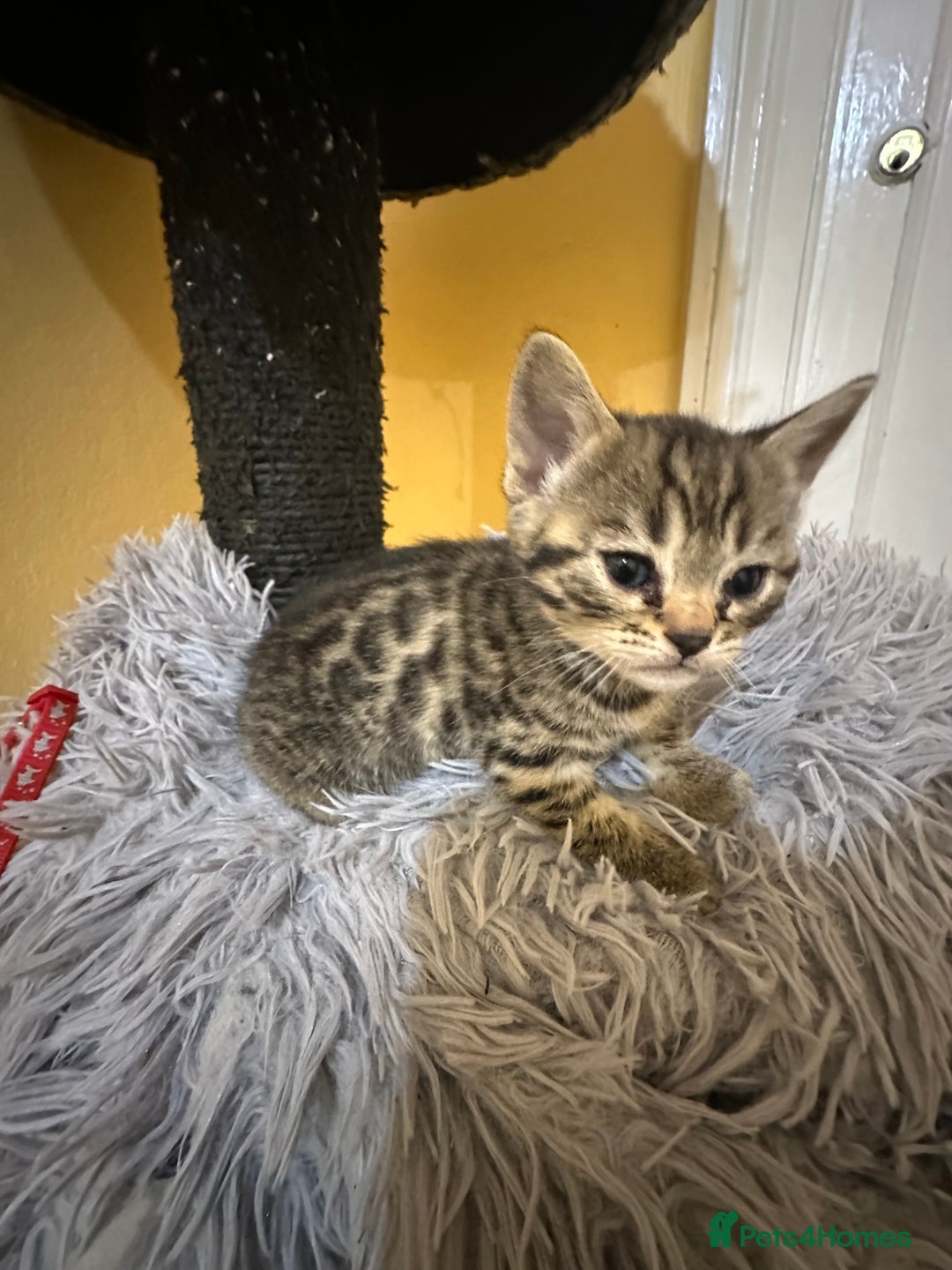 Bengal cats for sale: Stunning GCCF Registered Bengal Kittens  - Advert 6