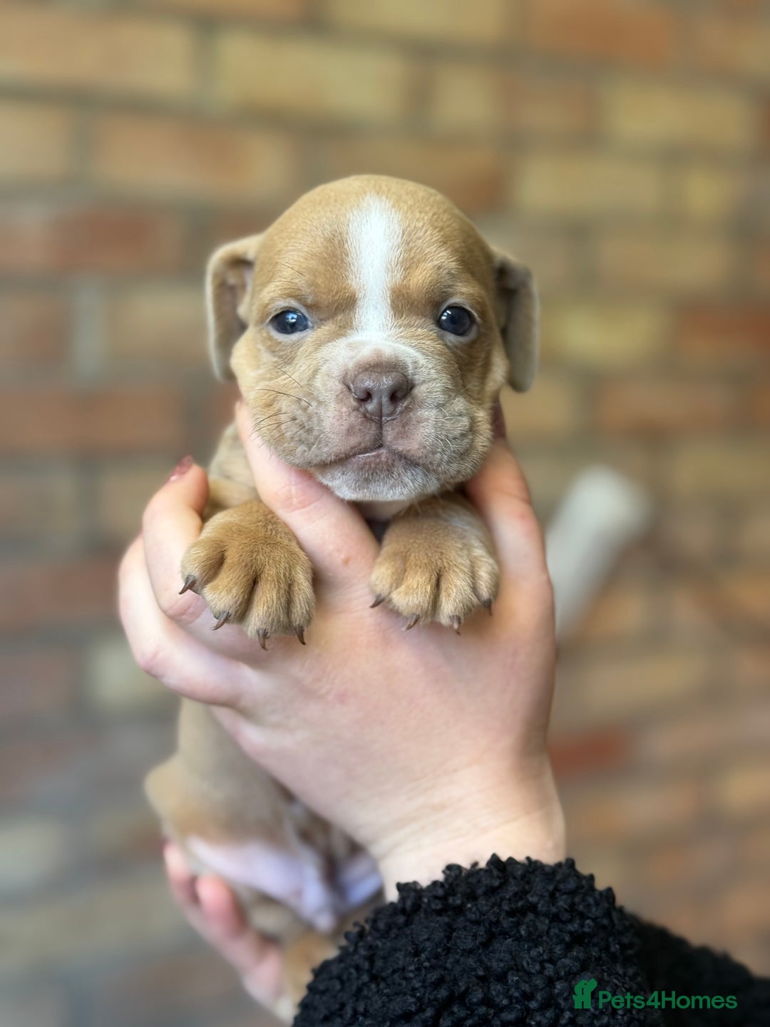 Mixed Breed dogs for sale: Bulldog de Bordeaux  - Image 20