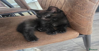 Mixed Breed cats - Advert 15