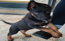 Belgian Shepherd Dog dogs for sale: 6 adorable Belgian malinois puppy's for sale  - Image 3