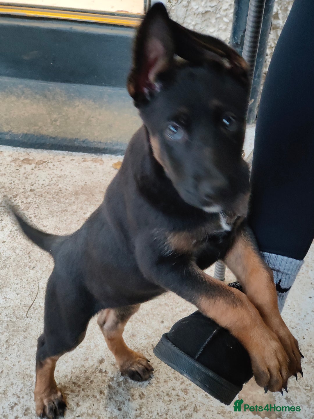 Belgian Shepherd Dog dogs for sale: 6 adorable Belgian malinois puppy's for sale  - Image 3