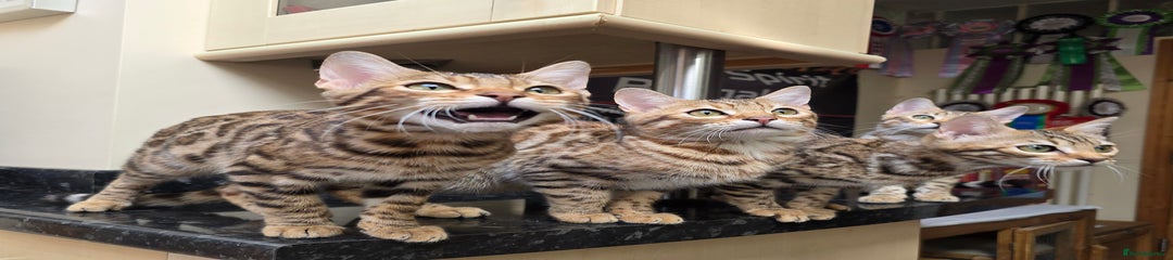 Bengal Kitten 5
