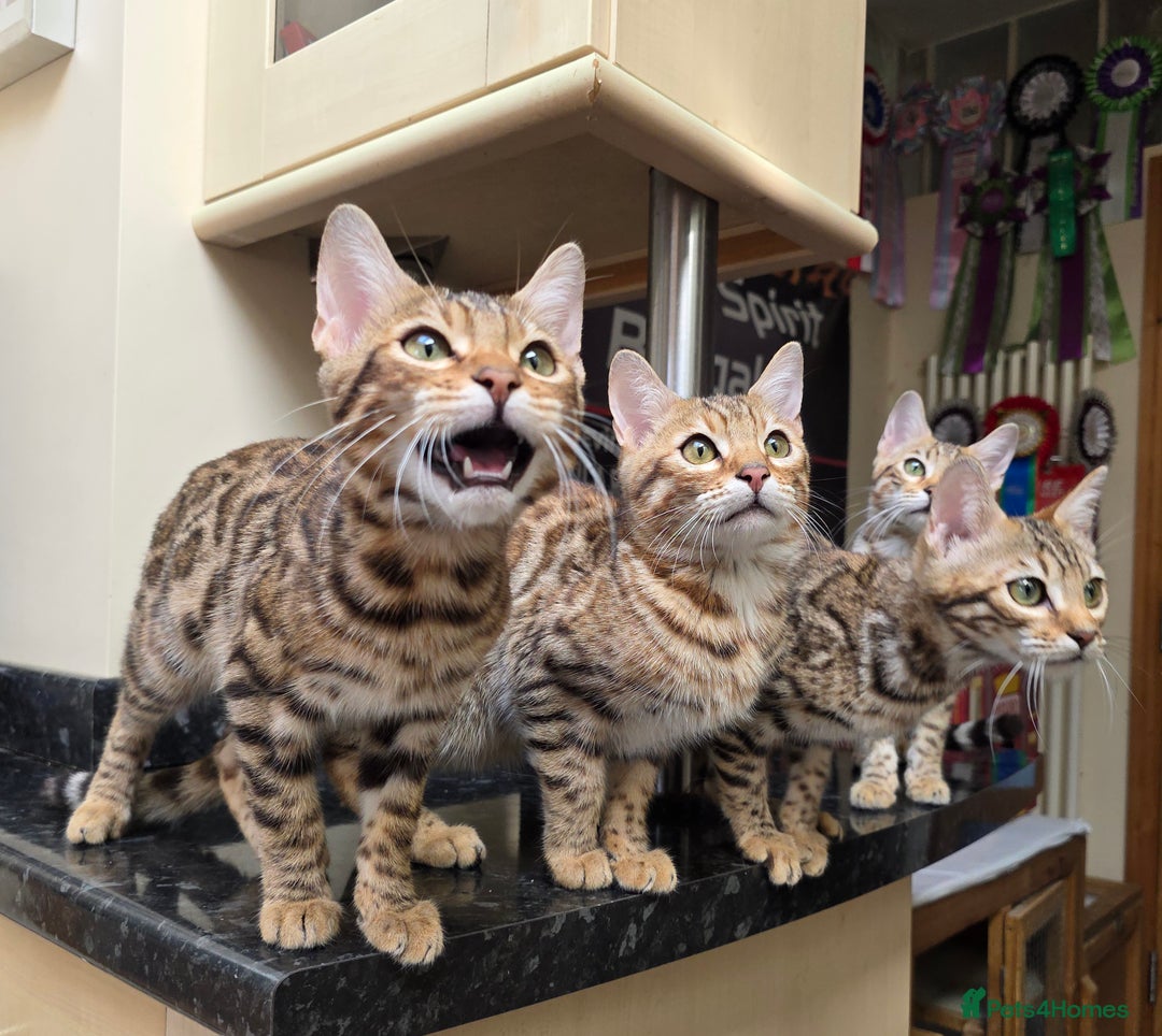 Bengal cats for sale:  Outstanding Quality Bengal kittens ready to leave - Image 13