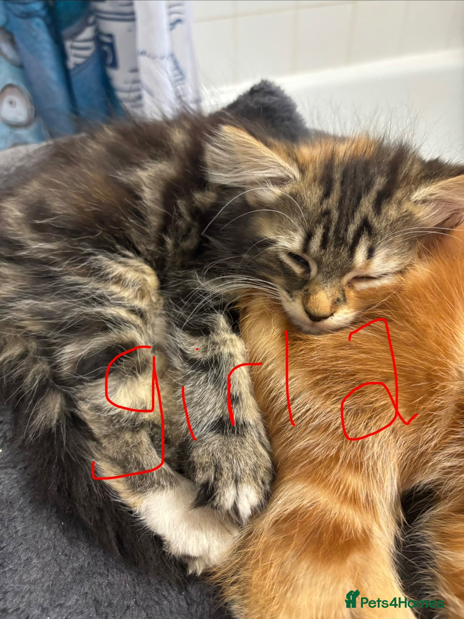 Mixed Breed cats Playful kittens for sale  - Advert 5