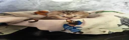 Scottish Fold cats for sale: Exceptional Scottish fold and Straight kittens - Advert 11
