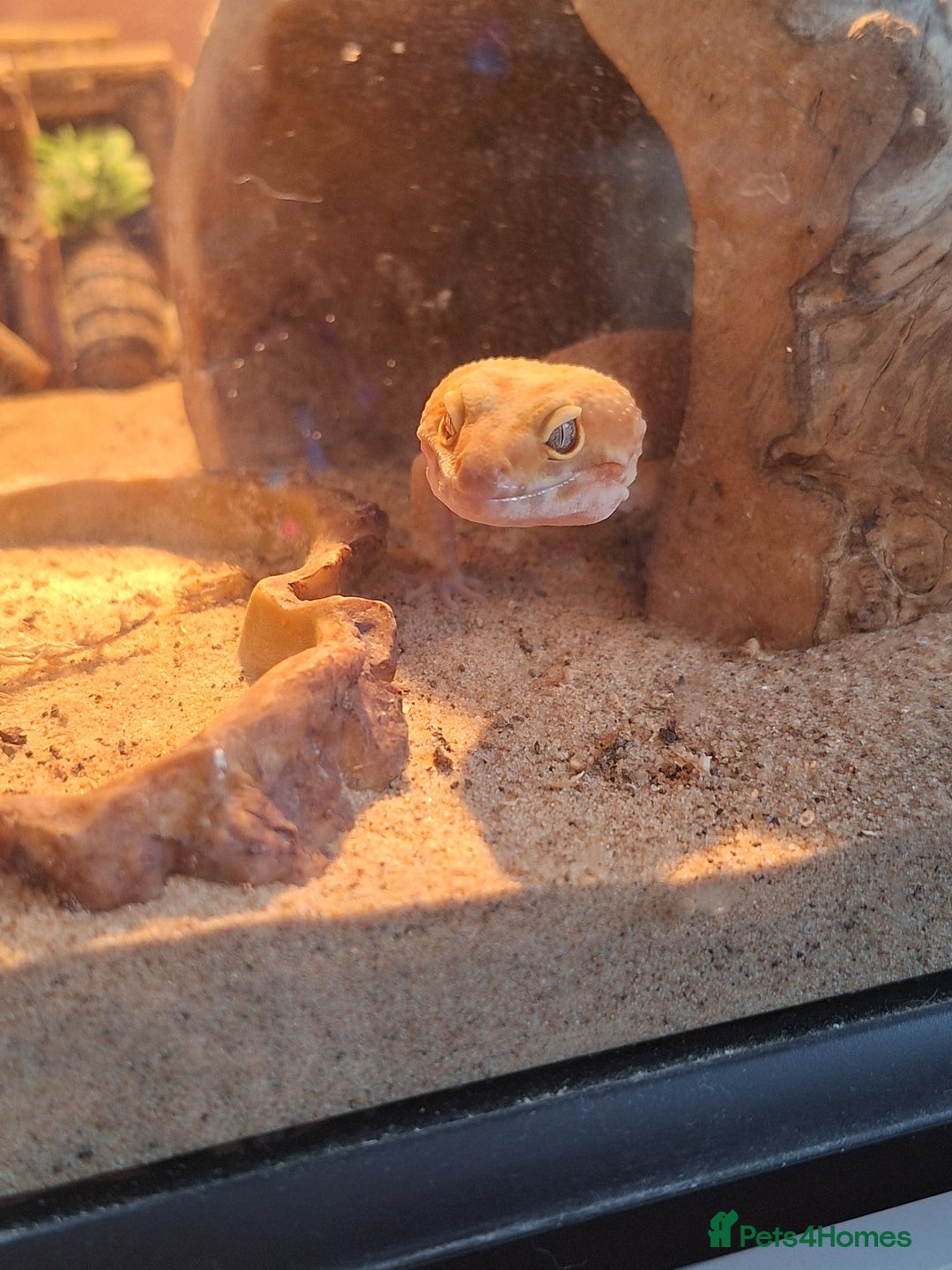 Gecko reptiles for sale: Female leopard gecko - Advert 2